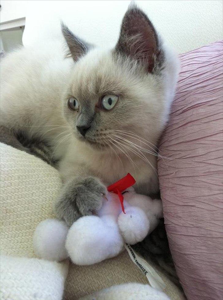 British Shorthair Figi's Bell billede 9