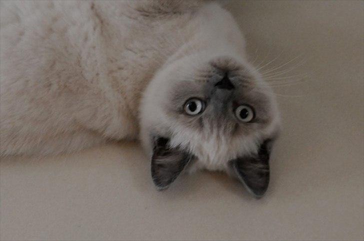 British Shorthair Figi's Bell billede 11