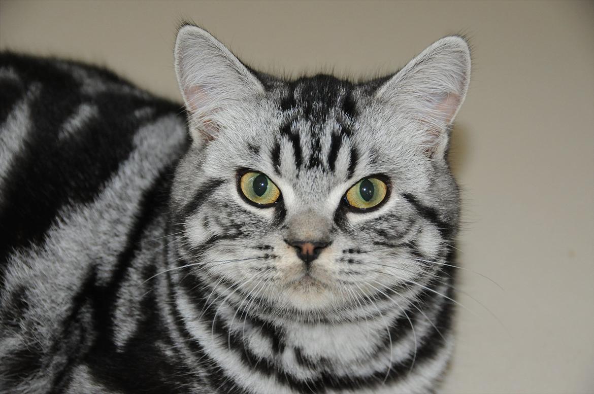 British Shorthair Ditte Marie's Dejlige Aslan billede 16