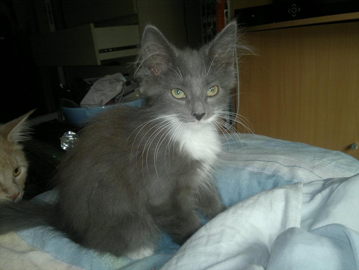 Norsk Skovkat Sonneholt's Darwin billede 2