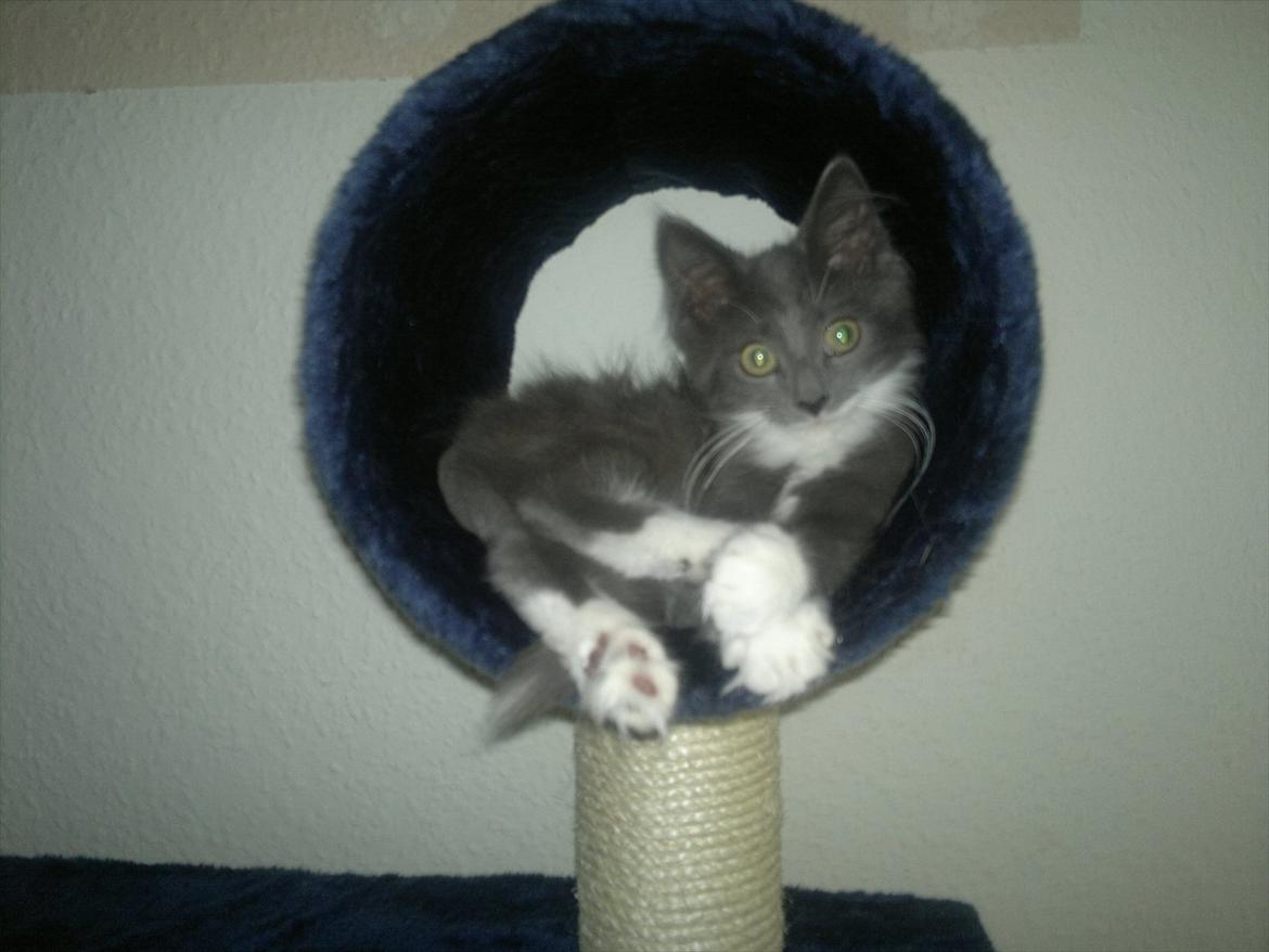 Norsk Skovkat Sonneholt's Darwin billede 4