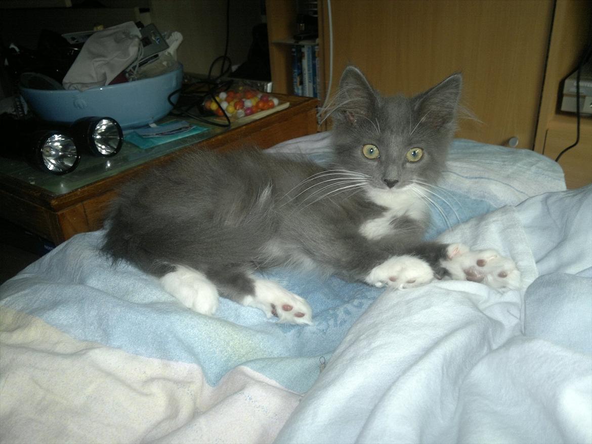 Norsk Skovkat Sonneholt's Darwin billede 5