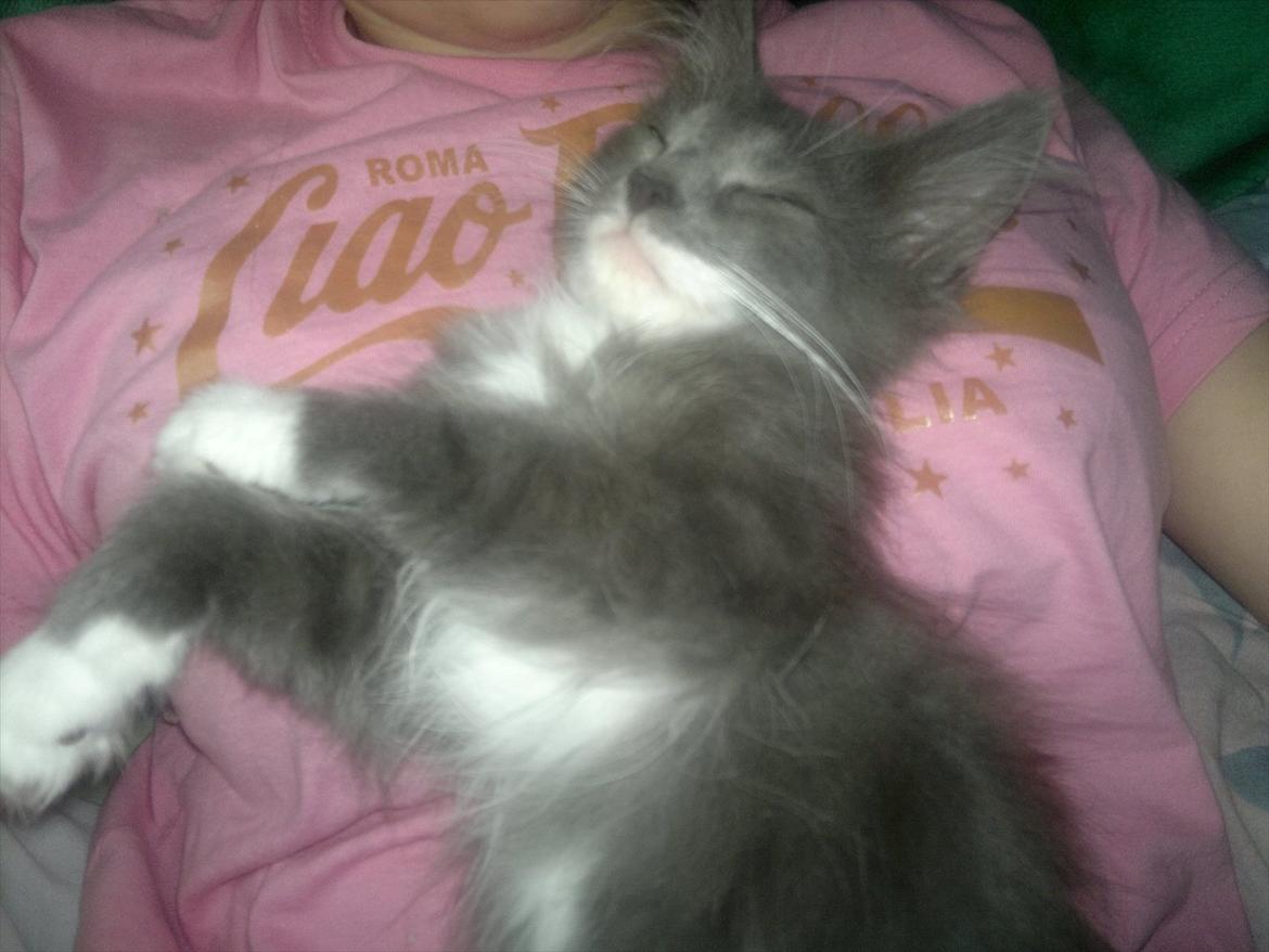 Norsk Skovkat Sonneholt's Darwin billede 7