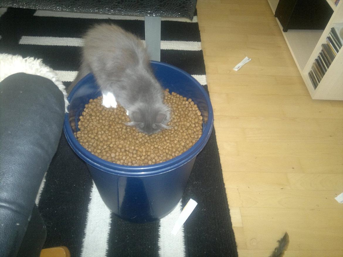 Norsk Skovkat Sonneholt's Darwin billede 6