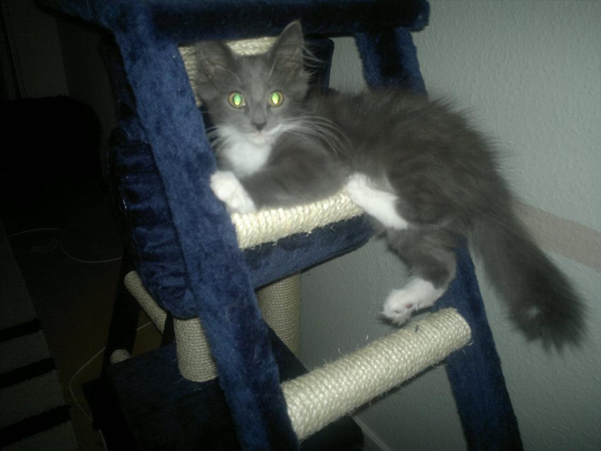 Norsk Skovkat Sonneholt's Darwin billede 9