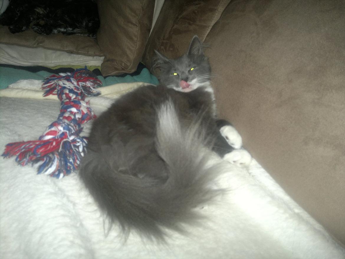 Norsk Skovkat Sonneholt's Darwin billede 15