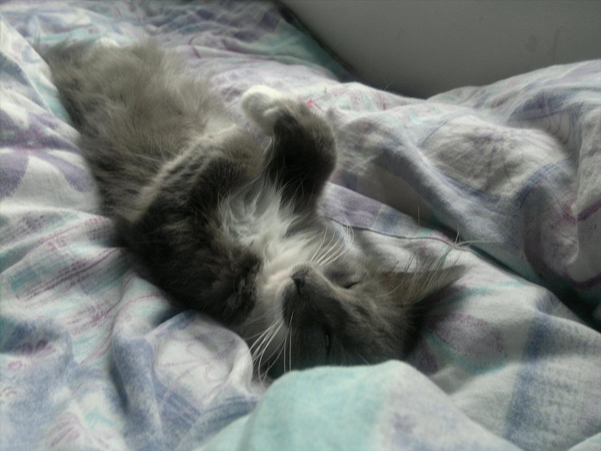 Norsk Skovkat Sonneholt's Darwin billede 17