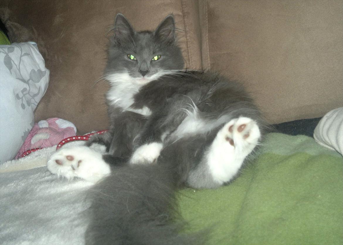 Norsk Skovkat Sonneholt's Darwin billede 1