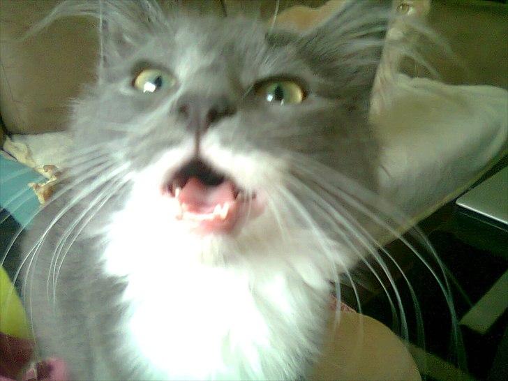 Norsk Skovkat Sonneholt's Darwin billede 20