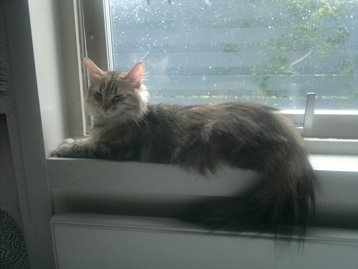 Norsk Skovkat Norhtown Cats Bella Donna billede 10