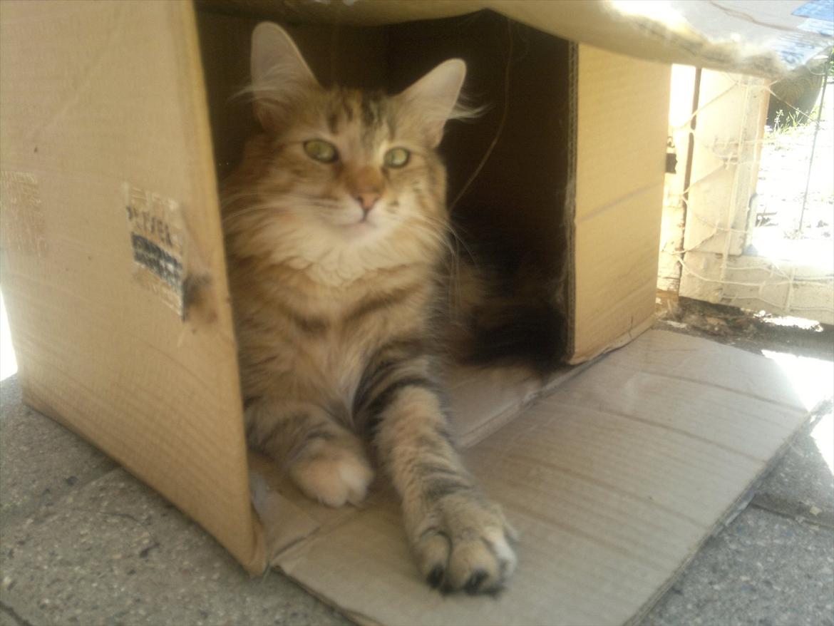 Norsk Skovkat Norhtown Cats Bella Donna billede 3