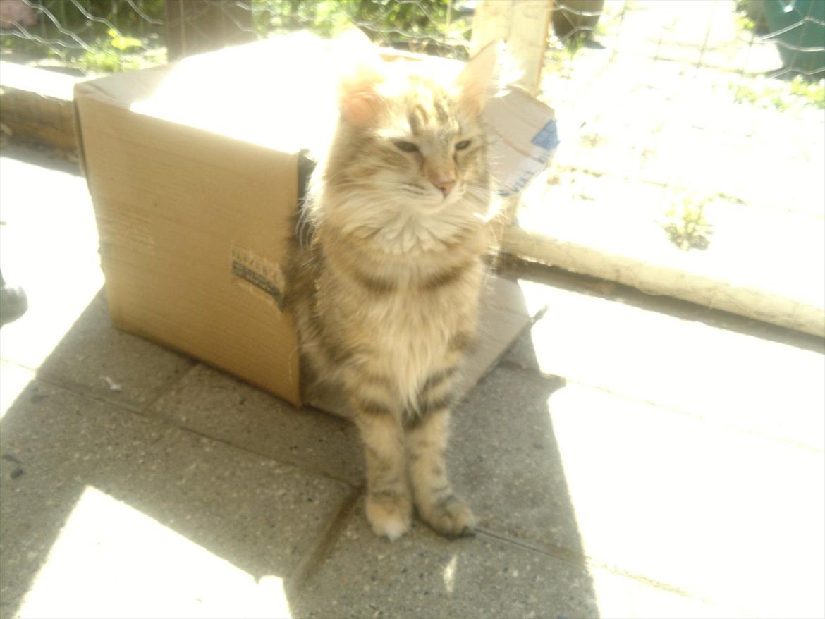 Norsk Skovkat Norhtown Cats Bella Donna billede 4