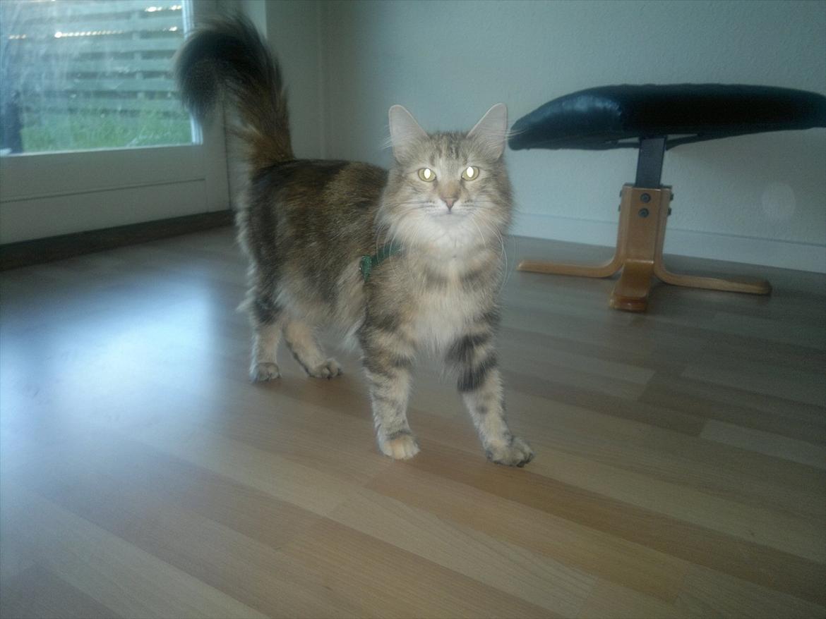 Norsk Skovkat Norhtown Cats Bella Donna billede 11