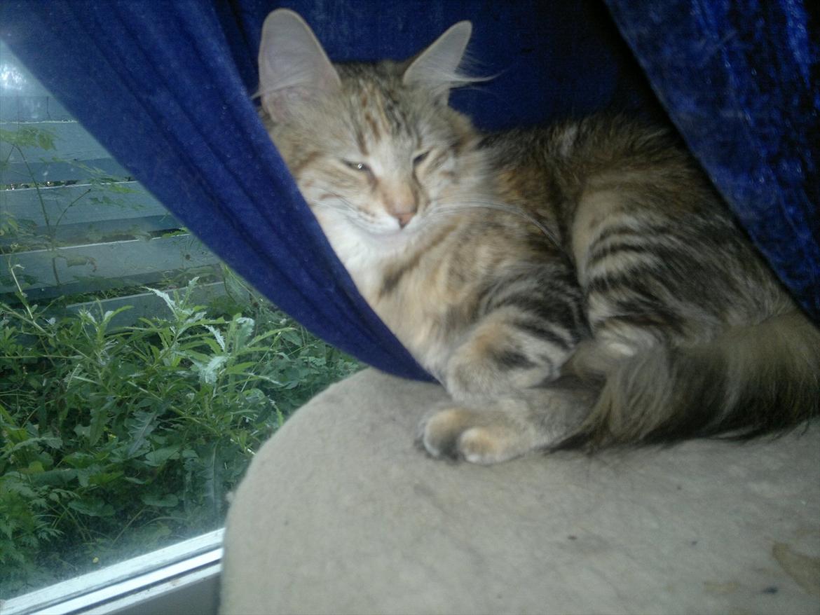 Norsk Skovkat Norhtown Cats Bella Donna billede 13