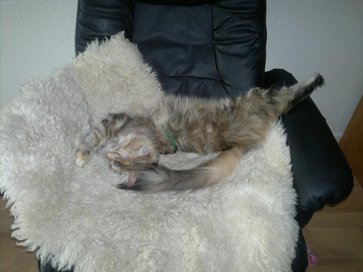 Norsk Skovkat Norhtown Cats Bella Donna billede 14