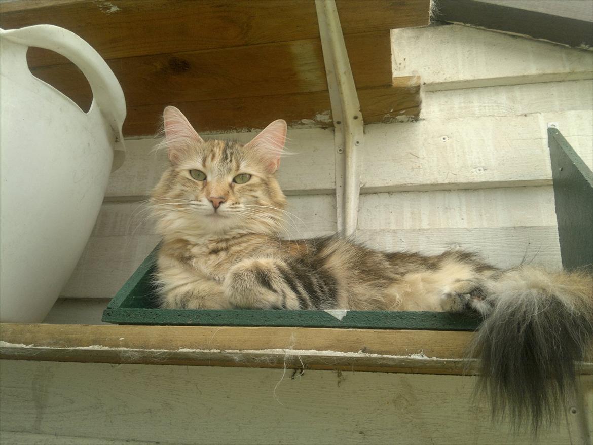 Norsk Skovkat Norhtown Cats Bella Donna billede 15