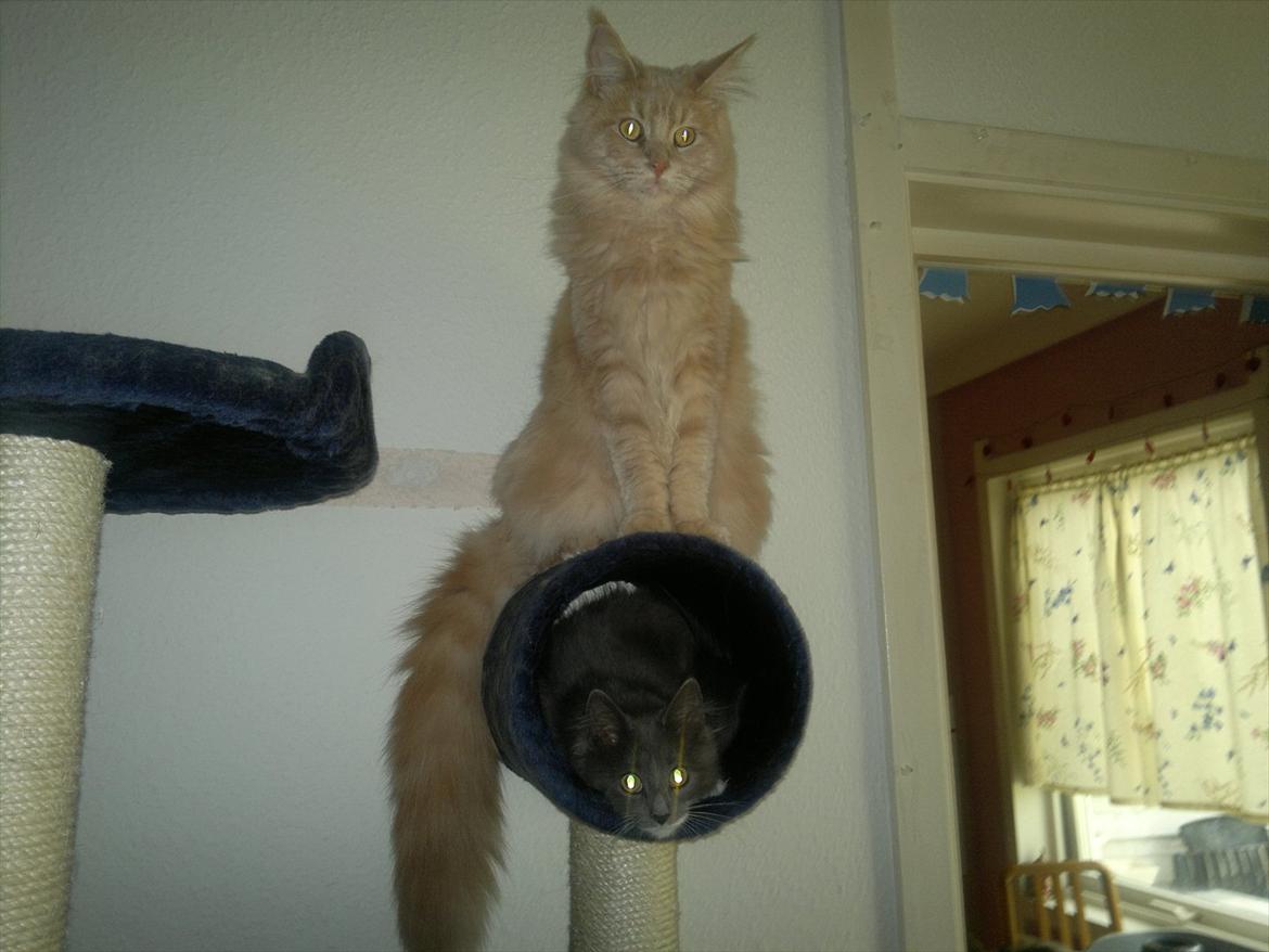 Maine Coon Bobby L Teddy Bear billede 1