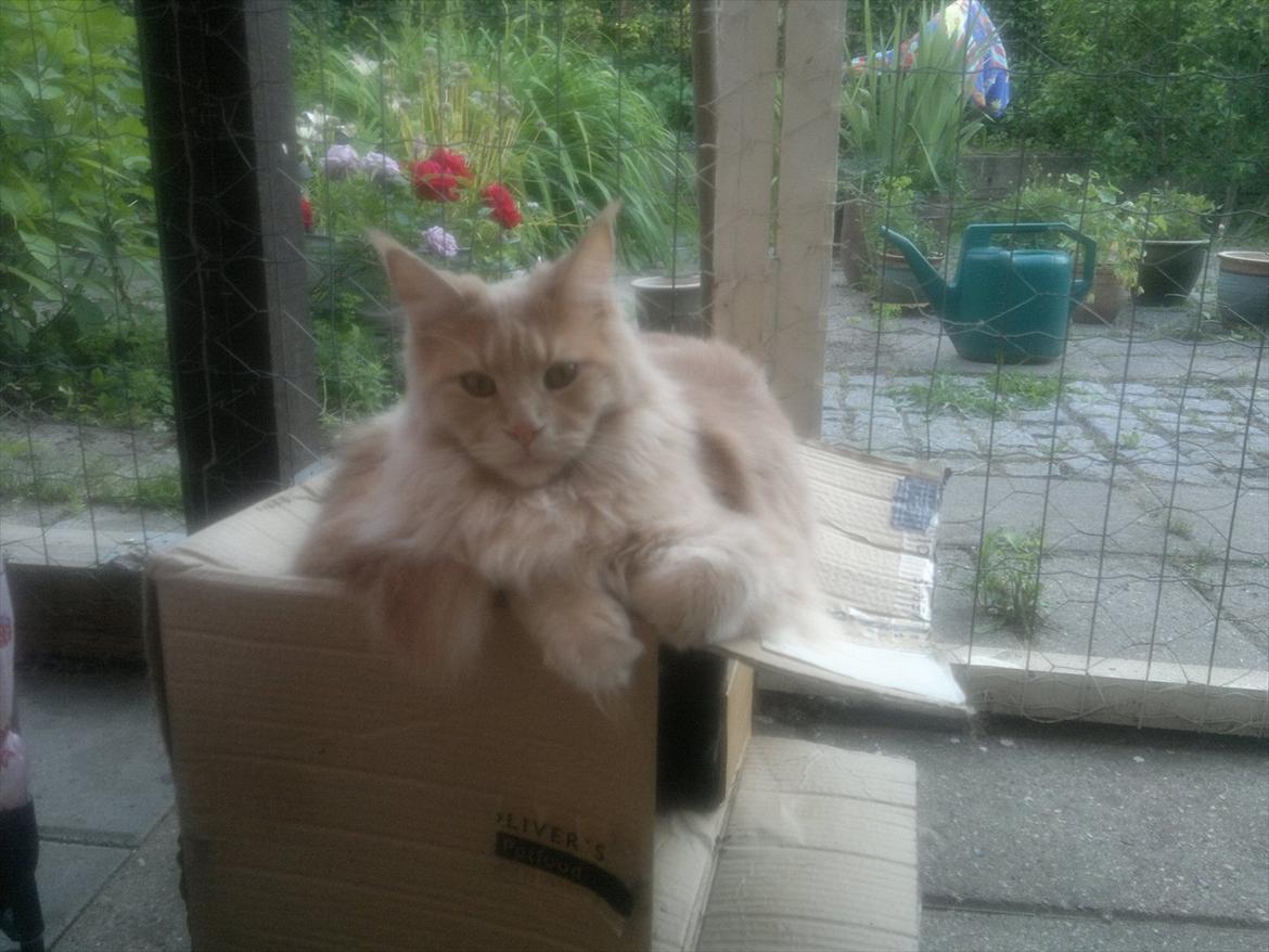 Maine Coon Bobby L Teddy Bear billede 14