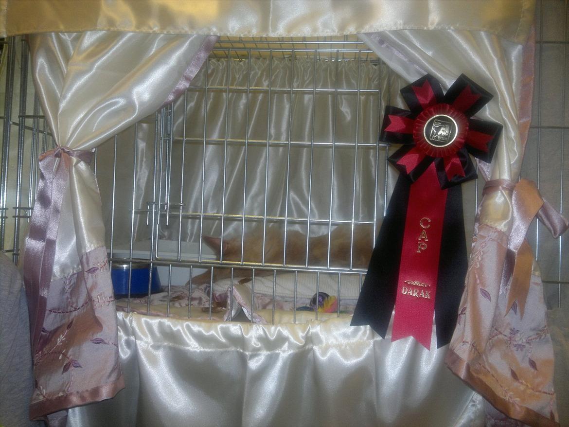 Maine Coon Bobby L Teddy Bear billede 15