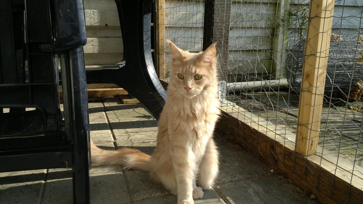 Maine Coon Bobby L Teddy Bear billede 16