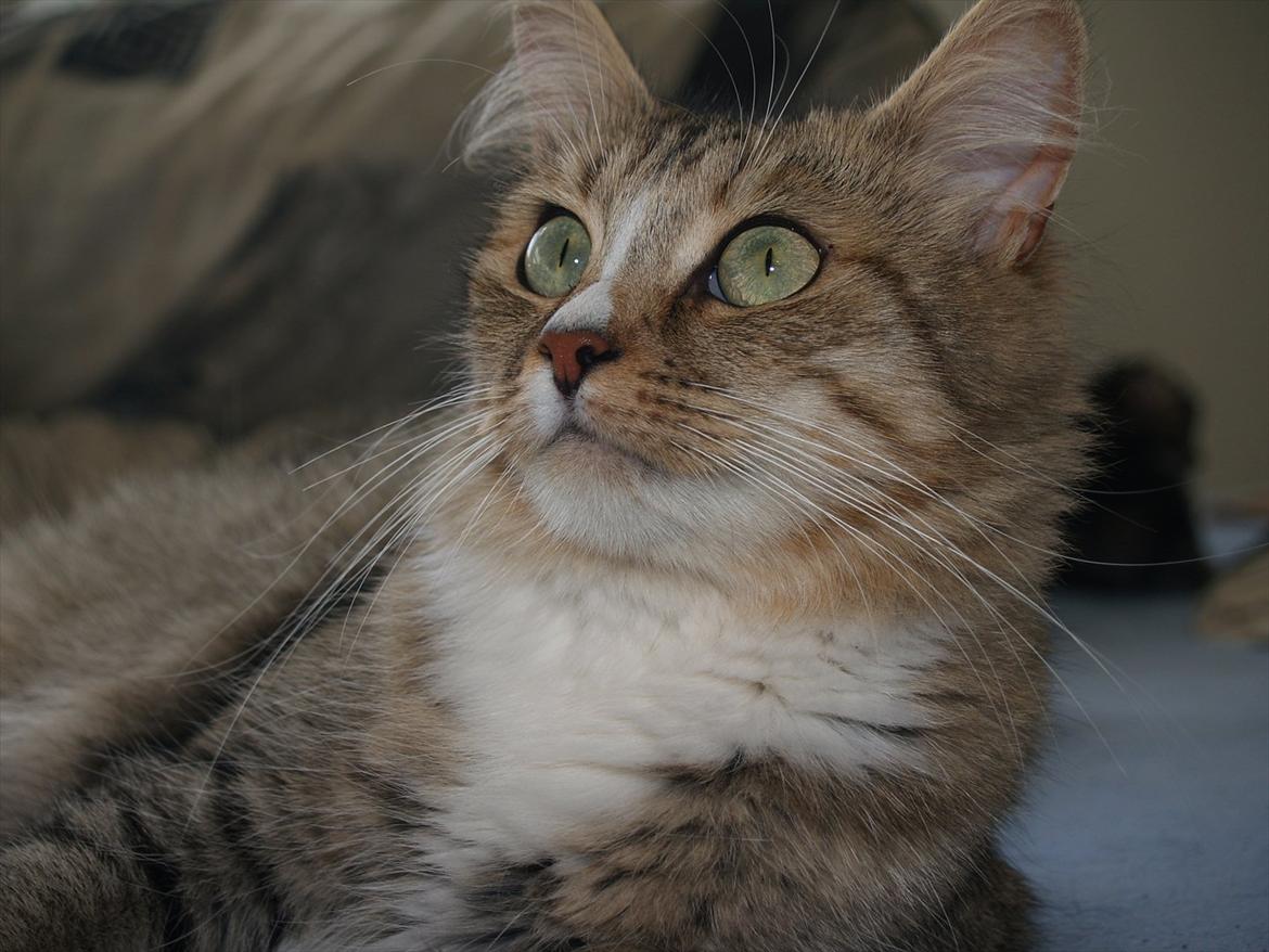 Blanding af racer Bailey Island billede 25