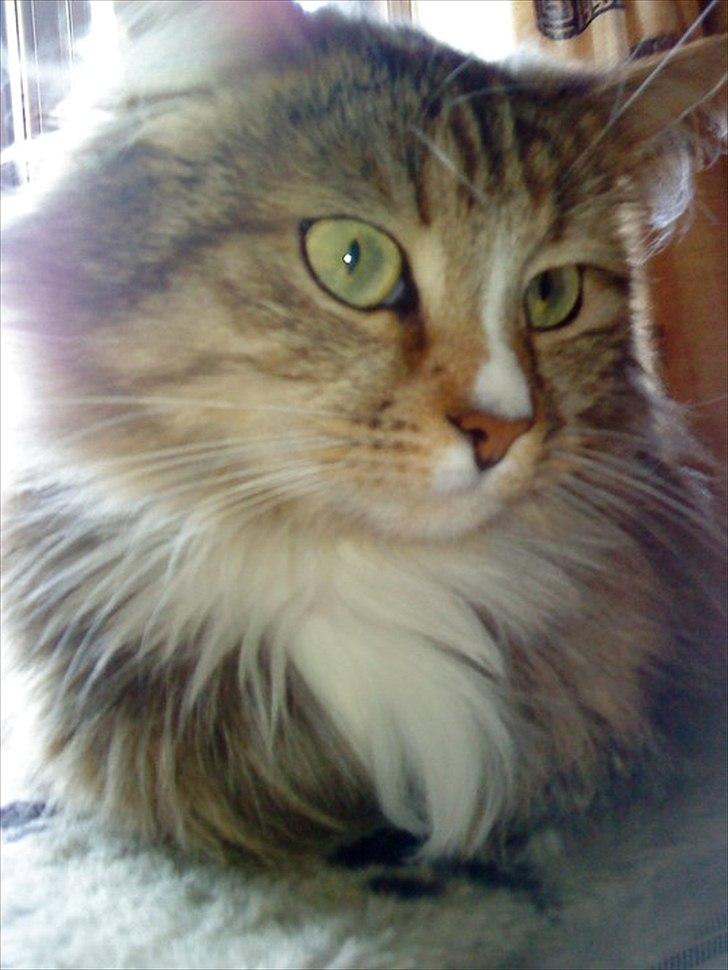 Blanding af racer Bailey Island billede 31