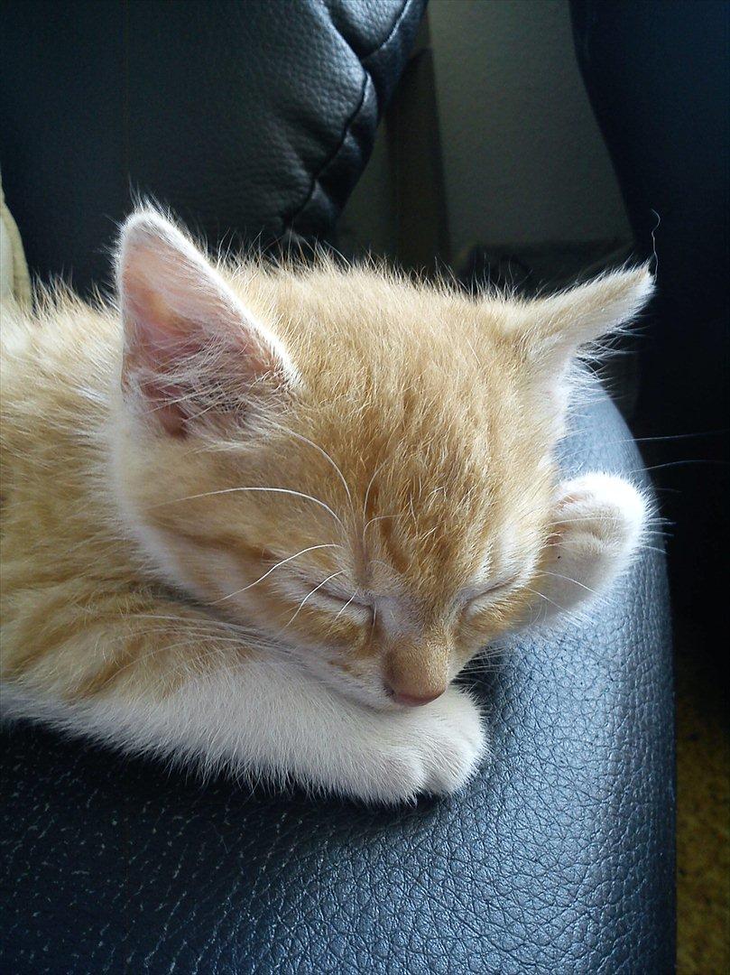 Huskat *NO NAME* billede 1