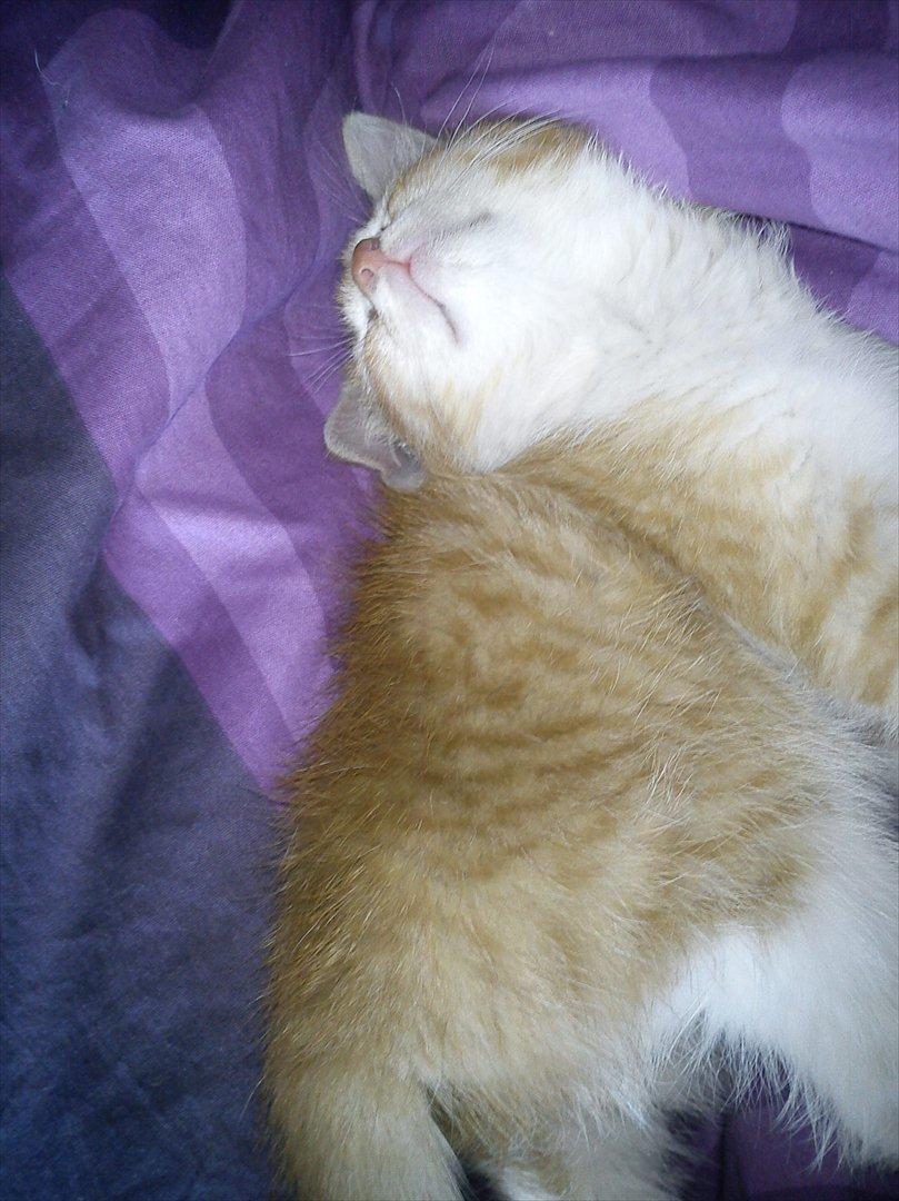 Huskat *NO NAME* billede 2