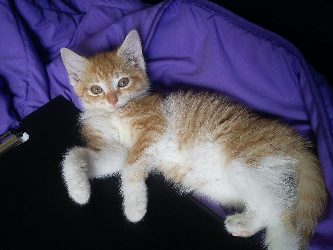 Huskat *NO NAME* billede 3