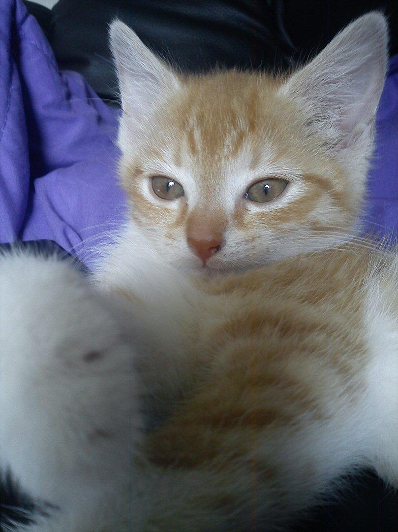 Huskat *NO NAME* billede 4