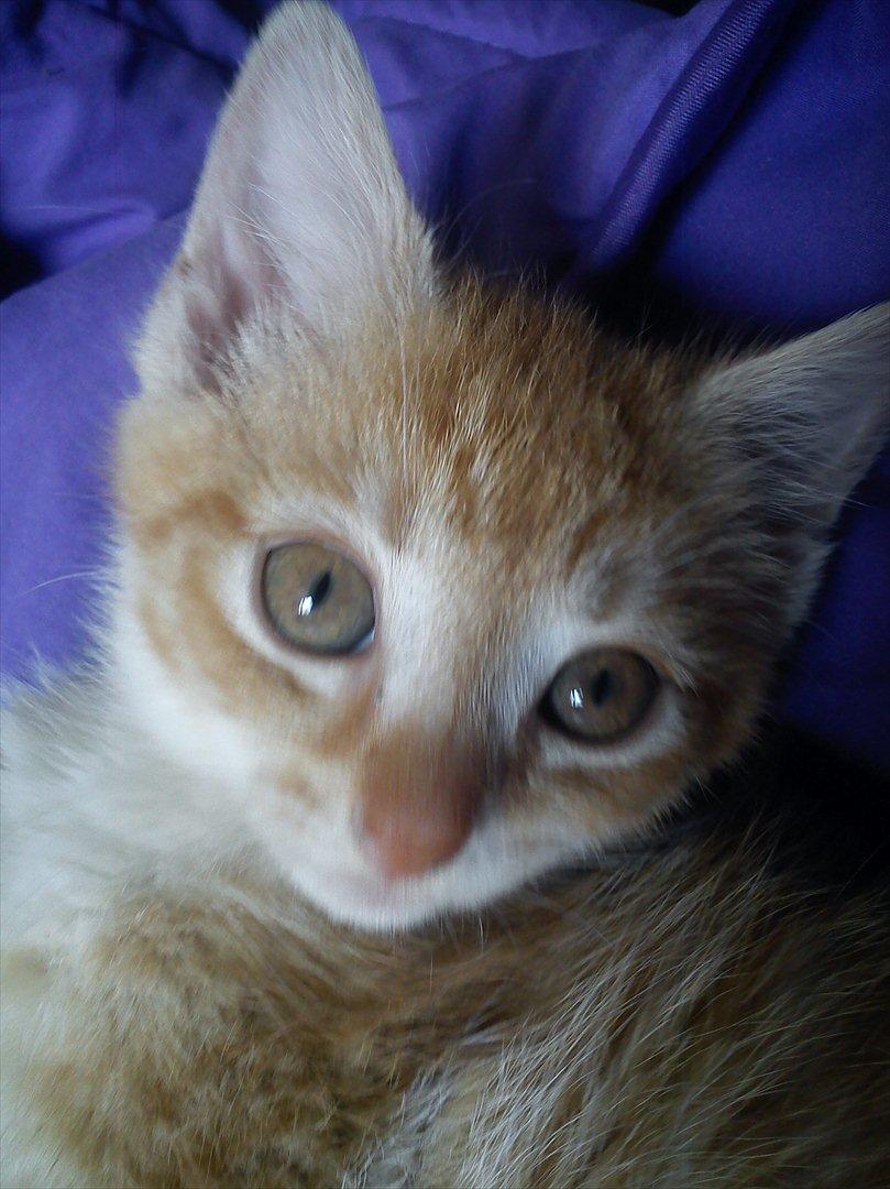 Huskat *NO NAME* billede 5