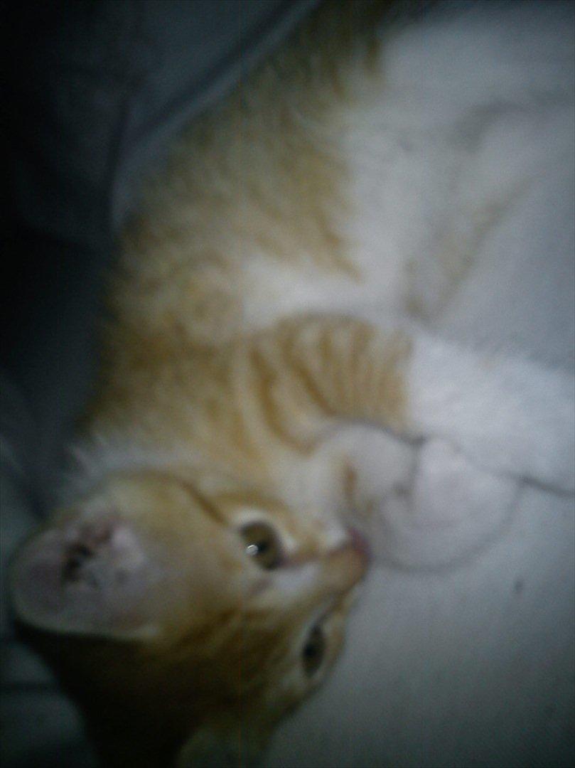 Huskat *NO NAME* billede 6