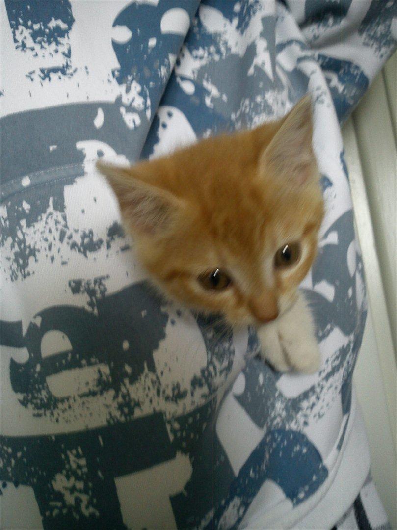 Huskat *NO NAME* billede 7