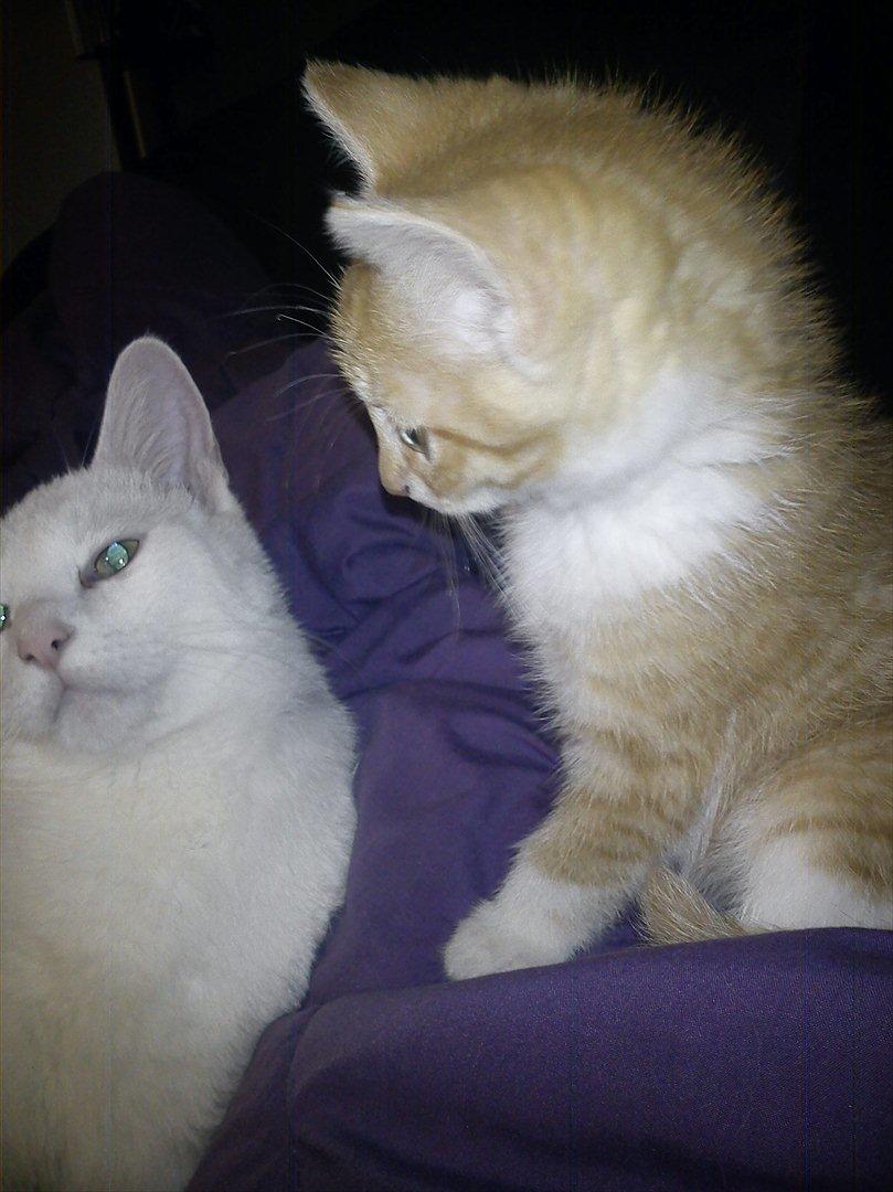 Huskat *NO NAME* billede 8