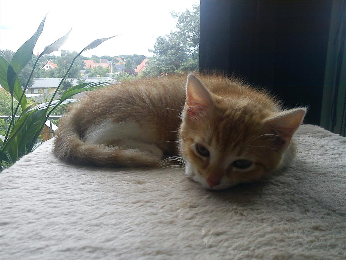 Huskat *NO NAME* billede 9