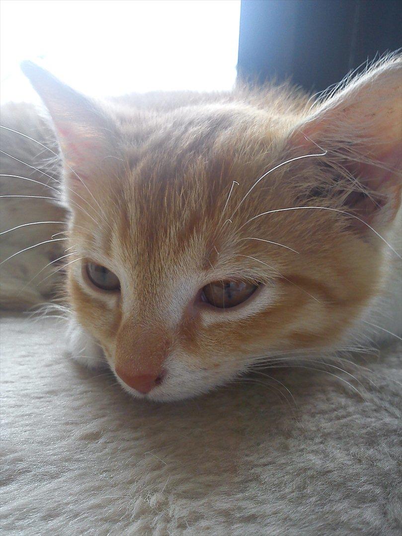 Huskat *NO NAME* billede 10