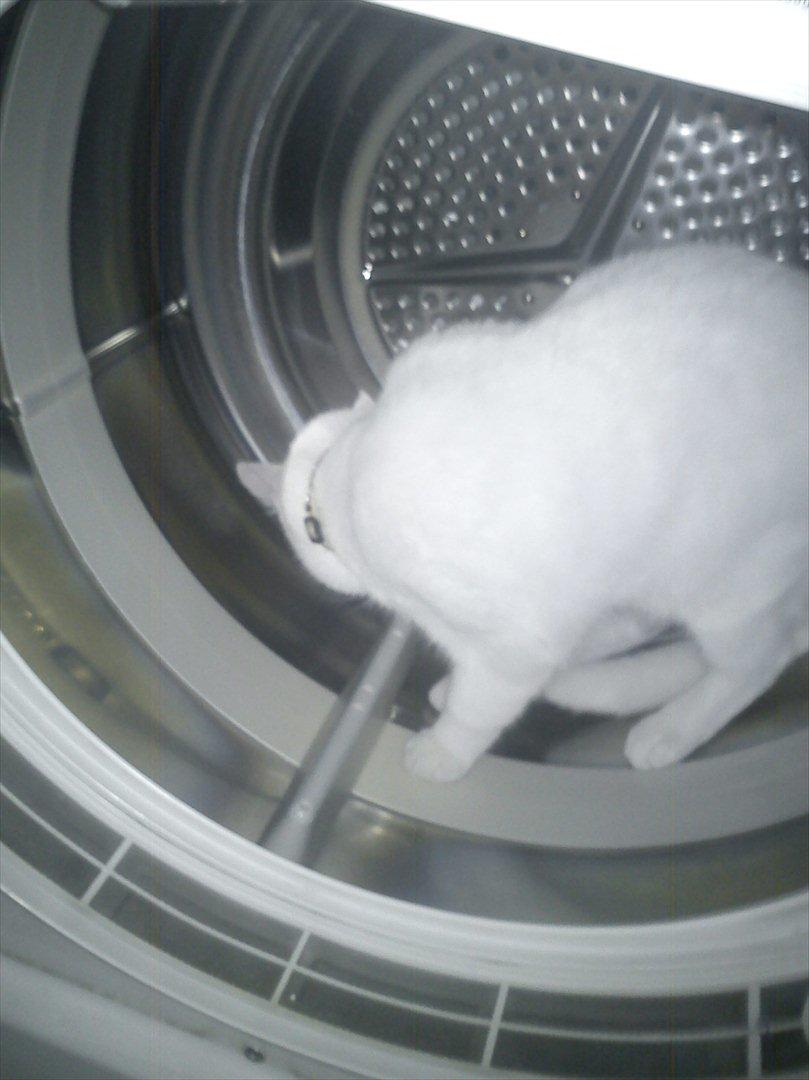 Huskat Missen billede 15