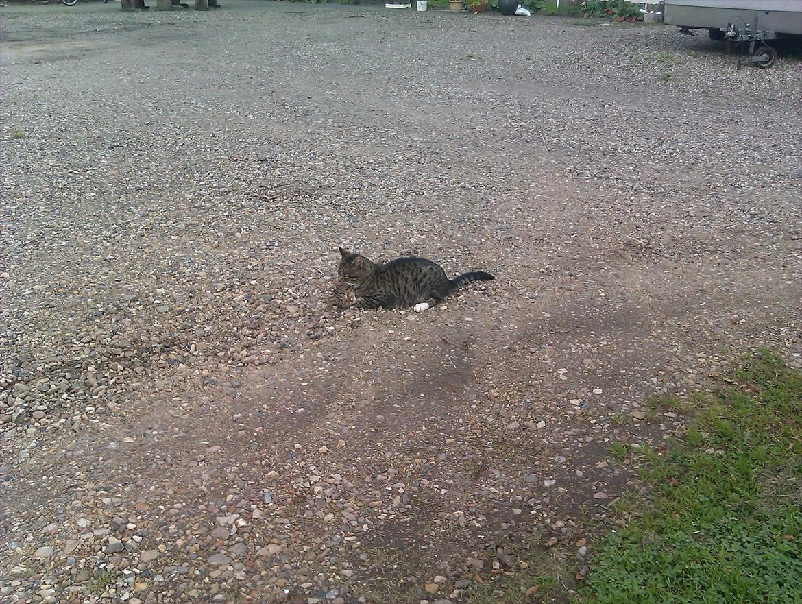 Huskat Unavngivet billede 9