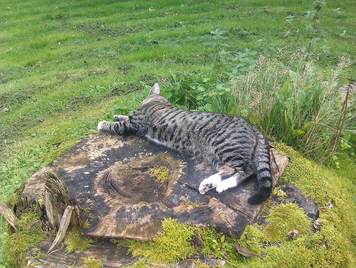 Huskat Unavngivet billede 10