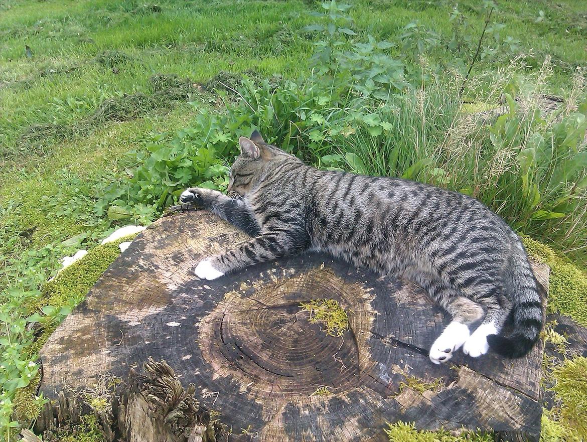 Huskat Unavngivet billede 11