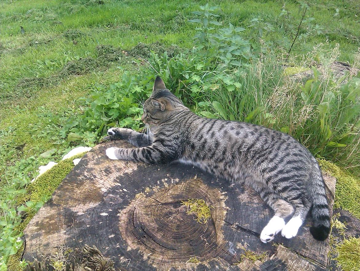 Huskat Unavngivet billede 12