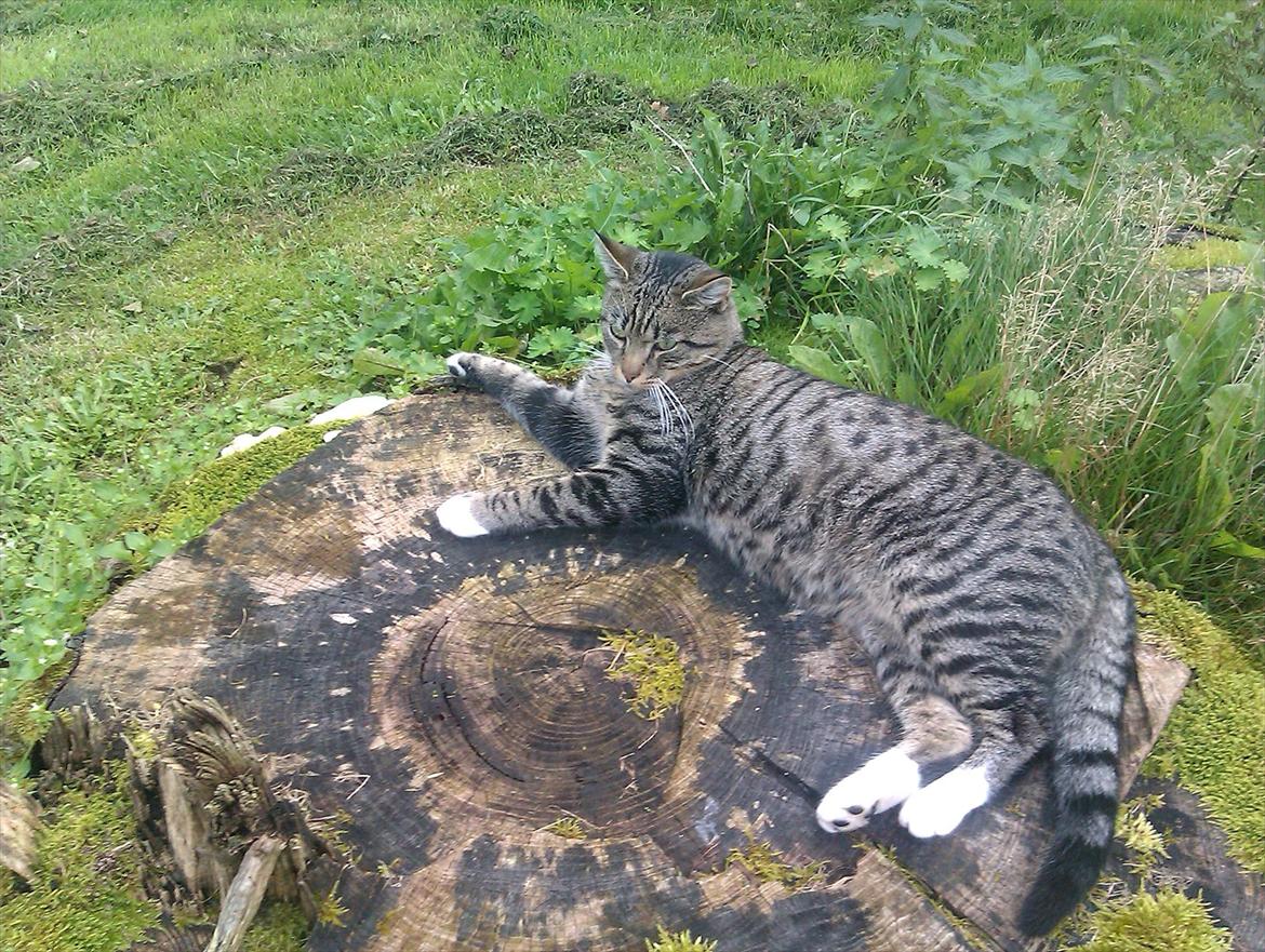 Huskat Unavngivet billede 13