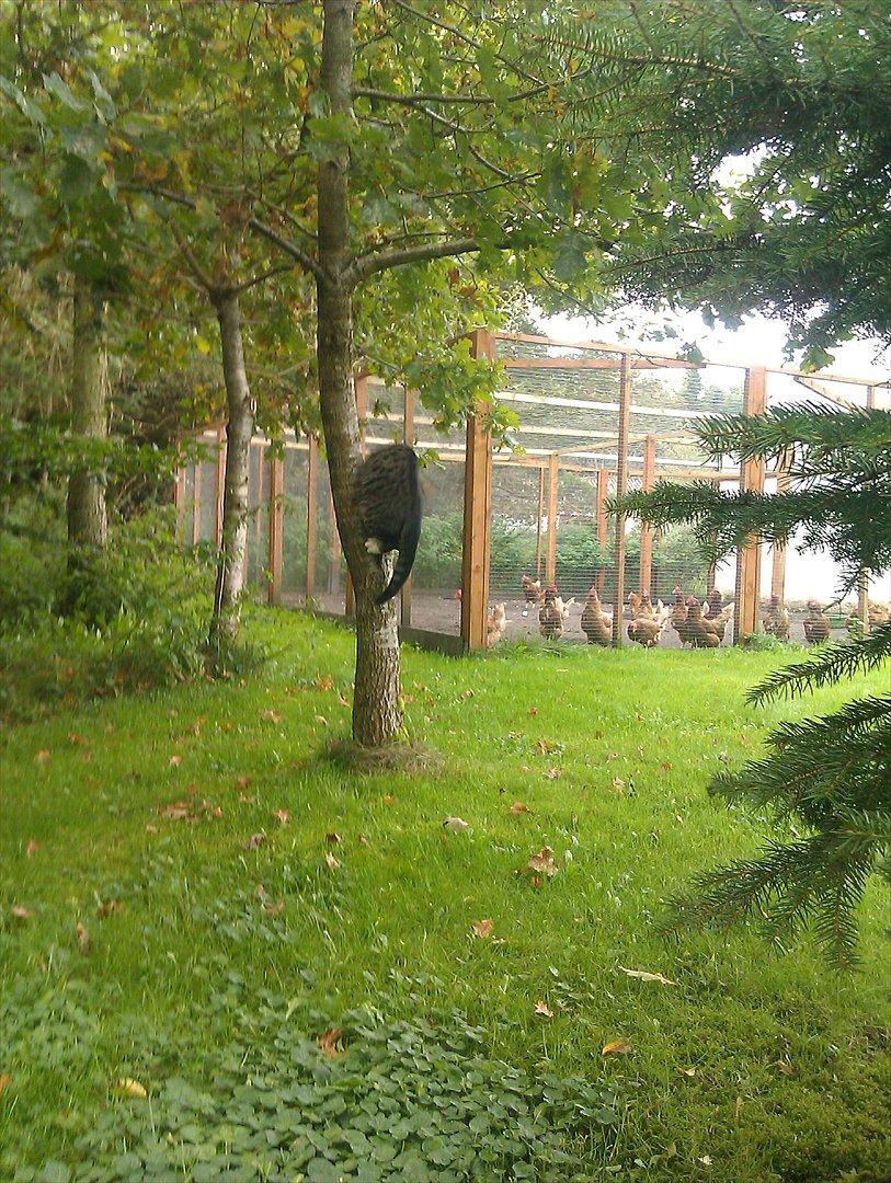 Huskat Unavngivet billede 14