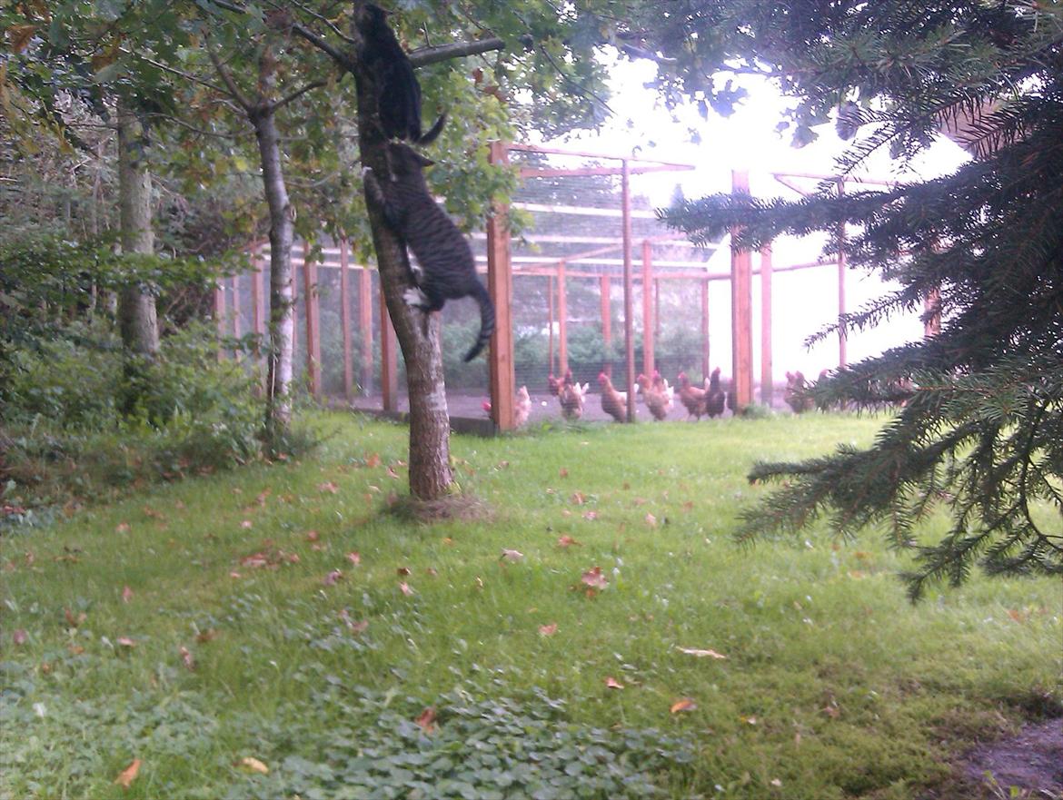 Huskat Unavngivet billede 15