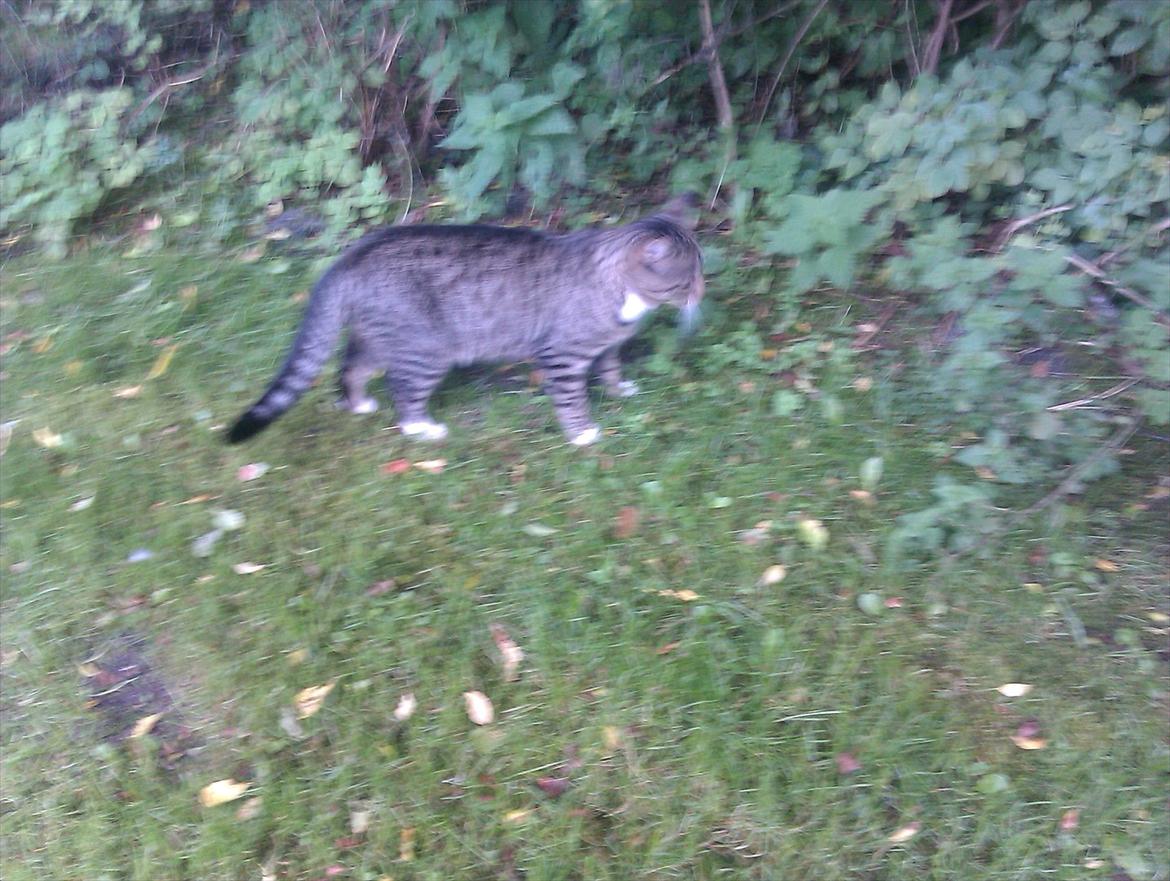 Huskat Unavngivet billede 16