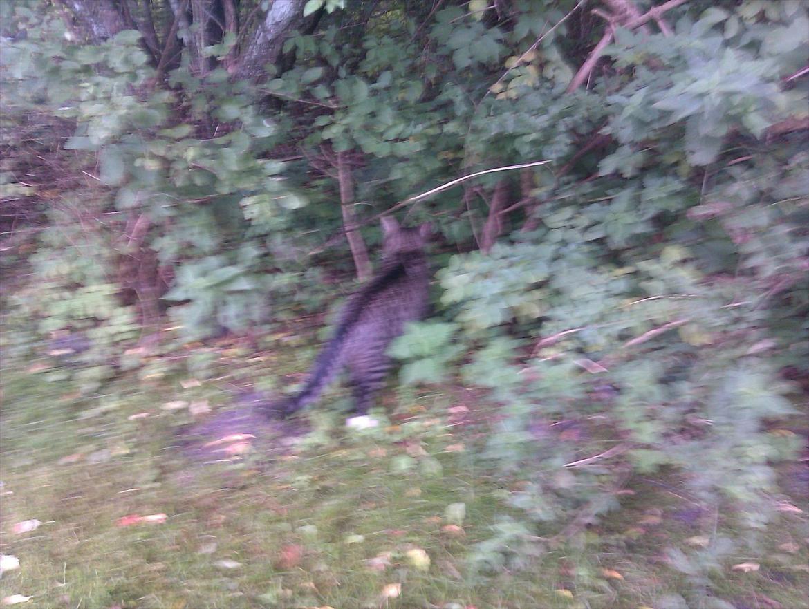 Huskat Unavngivet billede 17