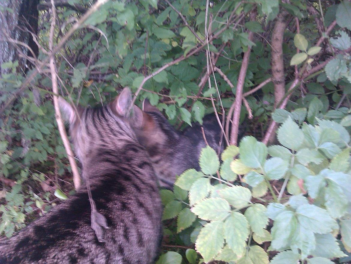 Huskat Unavngivet billede 18