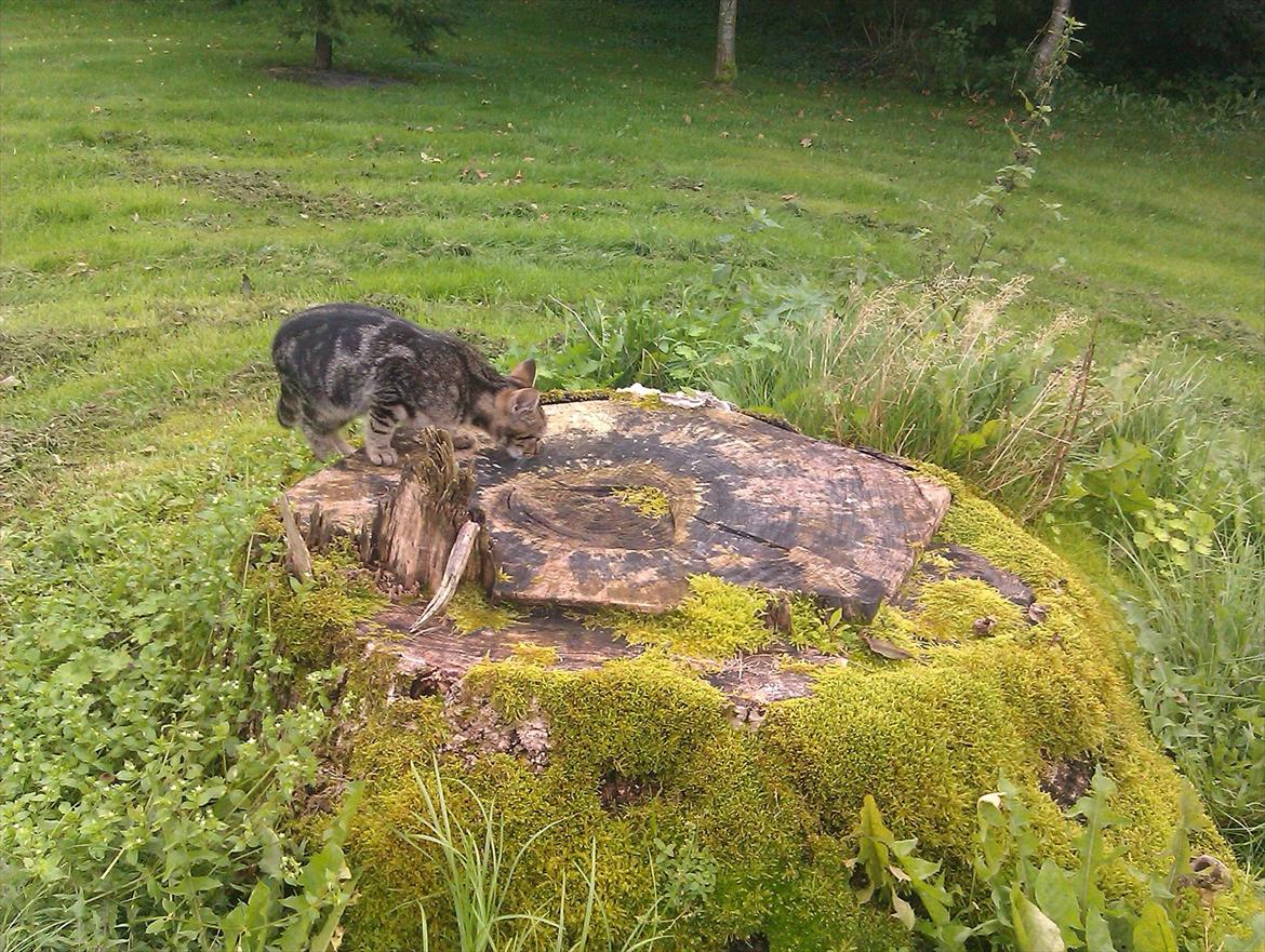 Blanding af racer Unavngivet billede 11