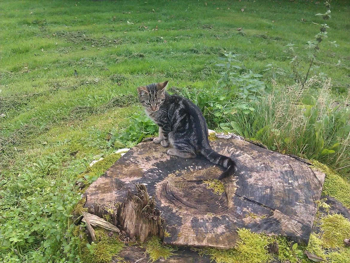 Blanding af racer Unavngivet billede 12