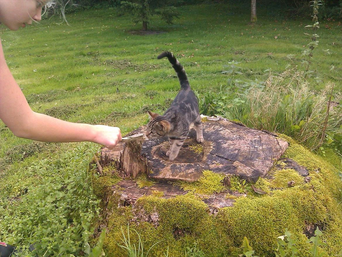 Blanding af racer Unavngivet billede 13